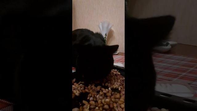 Любитель орешек#коттот#кот #смешныекоты#добро#чёрныйкот#мойкот#орешки#2023 смотреть онлайн