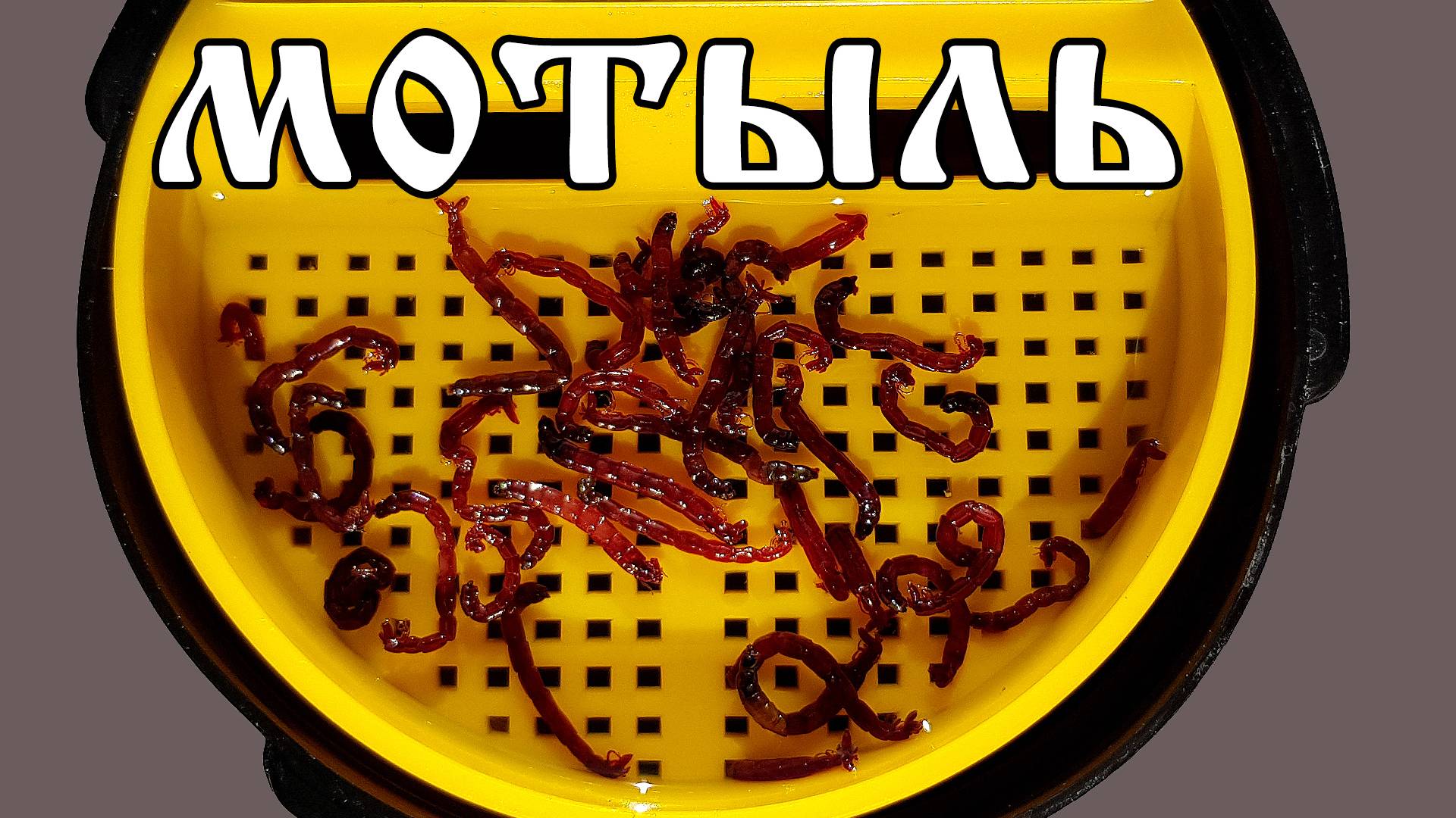 Как долго хранить мотыля в домашних условиях. Как хранить насадочного мотыля дома. смотреть онлайн