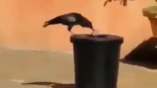 Ворона убирает мусор сама, а люди кто? смотреть онлайн