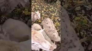 БАРАН КОТОРЫЙ ЗНАЕТ СВОЁ ИМЯ !