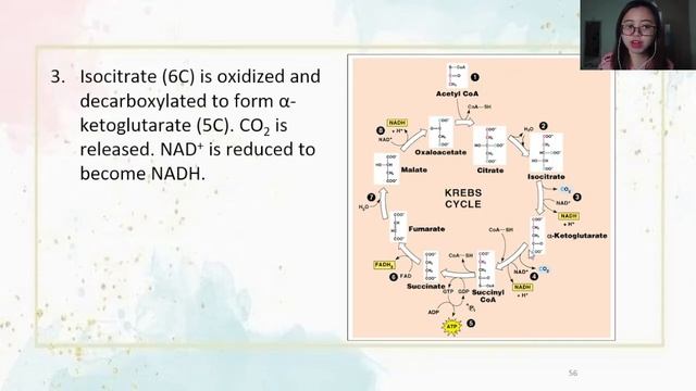 5.1.2 Krebs Cycle смотреть онлайн