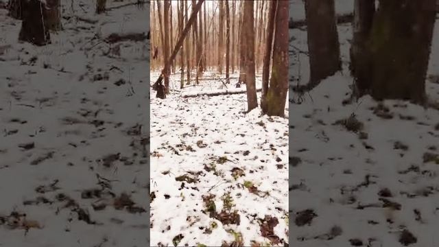 опята зимние.mp4 смотреть онлайн