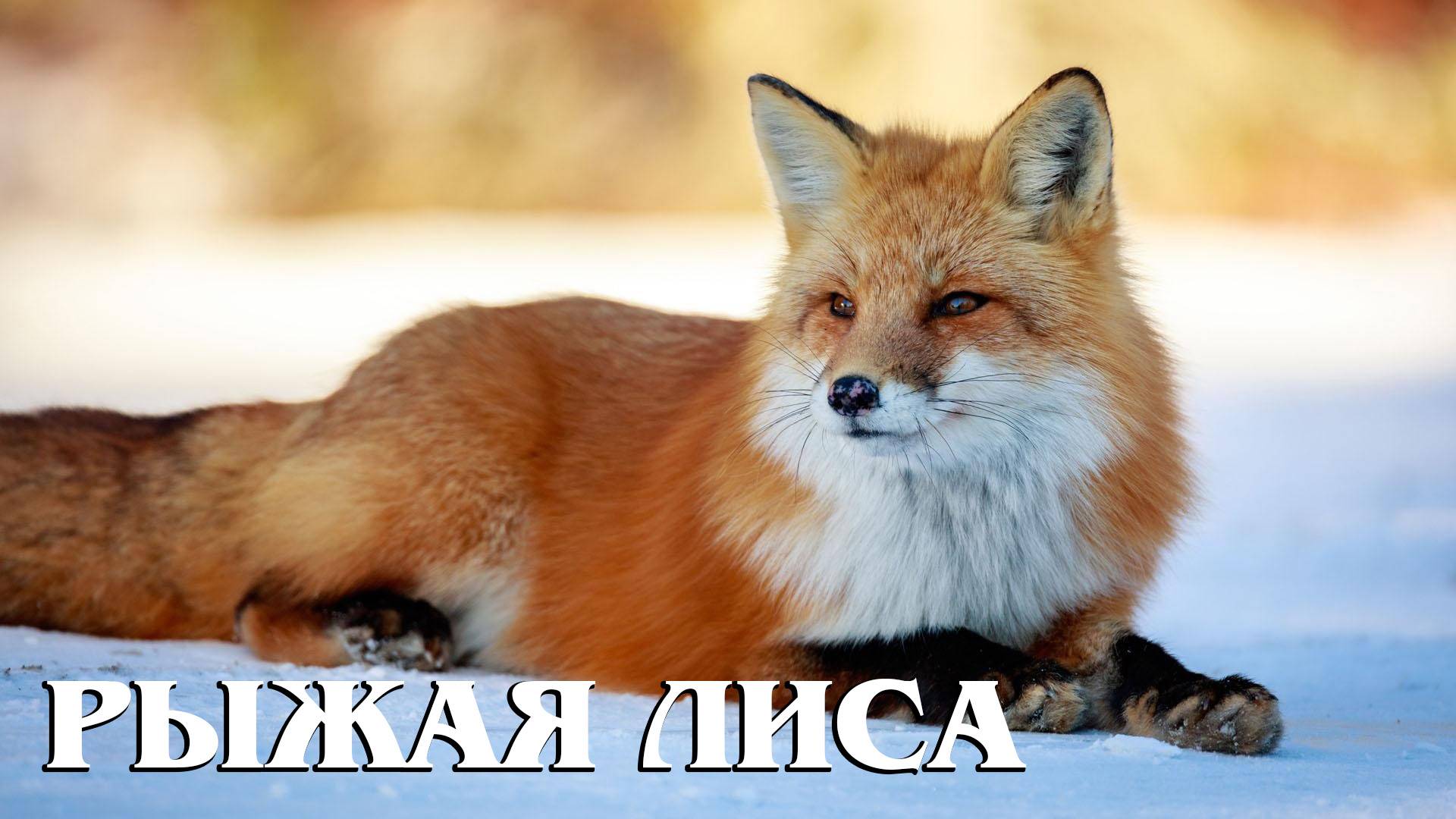 Рыжая лиса: Универсальная хищница | Интересные факты про рыжую лисицу смотреть онлайн