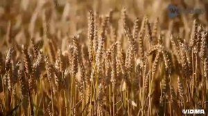 Поле Пшеницы .....