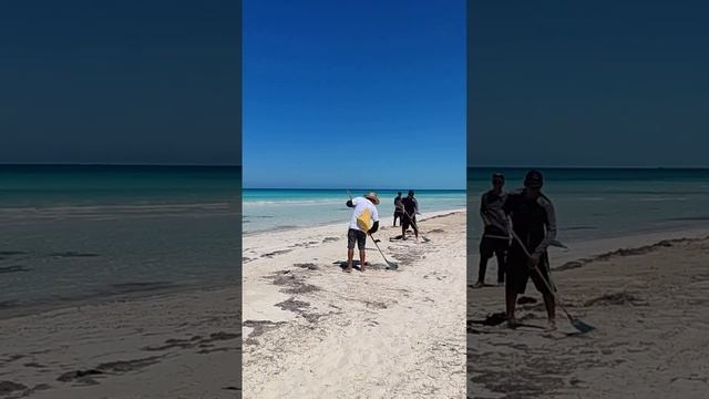 Советский Трактор в Райском пляже. Куба за 57 тысяч рублей с перелетом на 10 ночей. @tutsi-dieti смотреть онлайн