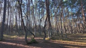 Куршская коса 17 декабря 2024