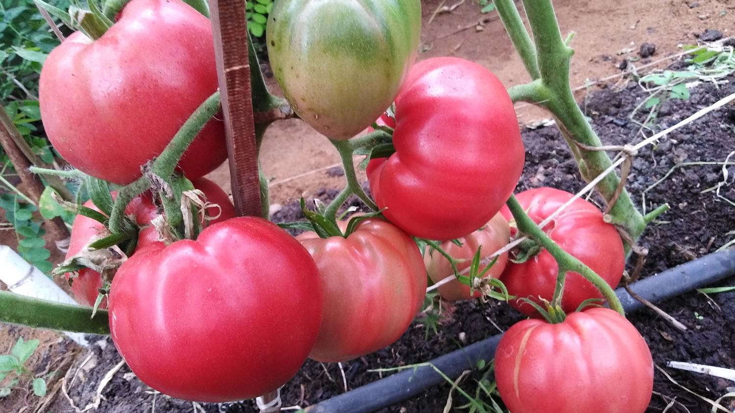 Томат Мишка косолапый розовый смотреть онлайн