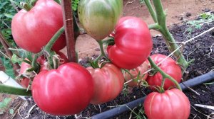 Томат Мишка косолапый розовый