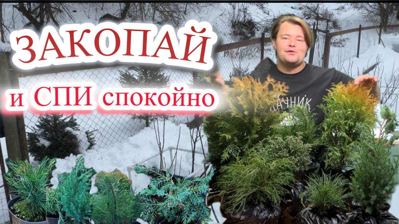 КАК СОХРАНИТЬ ХВОЙНЫЕ РАСТЕНИЯ ДО ВЕСНЫ, если купил их зимой. смотреть онлайн