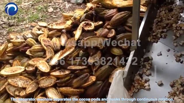 Green cocoa pod splitting and separating machine-cocoa beans processing machine смотреть онлайн