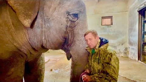 ДУША НА РАЗРЫВ! Слониха Джени стоит и ПЛАЧЕТ, отказывается кушать даже любимые лакомства! смотреть онлайн