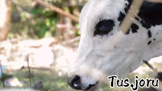 Түсіңізде сиыр көрсеңіз қалай жорылады?