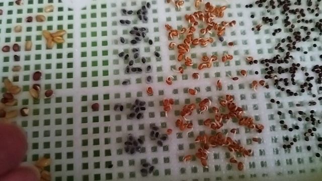 Посев микрозелени. смотреть онлайн