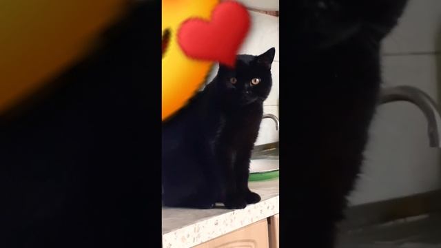 Охрана не спит всегда напротив перерыв врабочее времяобед и многое другое #коттот#смешныекоты#кот смотреть онлайн