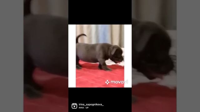 Американский булли мальчик стандарт смотреть онлайн