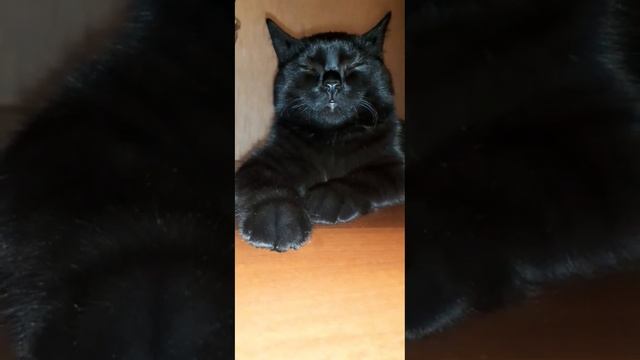 Богатырь#мойкот #жизнькота#черныйкот #бетмен#музыкатоп#коттот#царьзверей #малышня #коты#cat смотреть онлайн