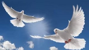 Птицы белые