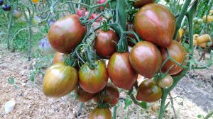 Томат Сердце Марши (Marsha's Starfighter Heart)