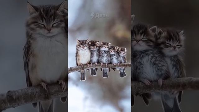 Котобушки смотреть онлайн