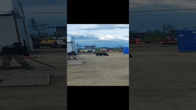 Бурый медведь смотреть онлайн