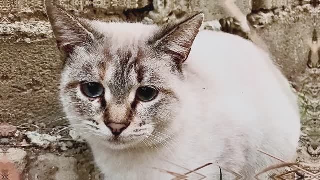 Звёзды ночи смотреть онлайн