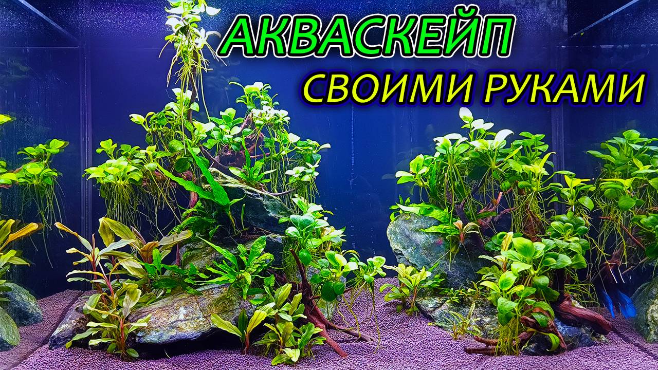 Акваскейп с камнями и корягами для выставки аквариумных рыбок 2025 спустя 70 дней! смотреть онлайн