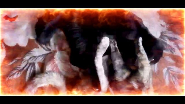 Борьба за место двух хищников. КотТот(Малыш)или кошка Веста?! смотреть онлайн