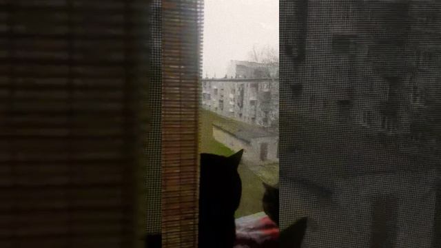 Чёрный котТот и кошкаВеста #осень#кот#коттот#кошкавеста #красивыекошки#2023#добро#домашниелюбимцы смотреть онлайн