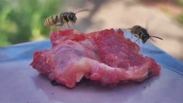 ОСЫ ЕДЯТ МЯСО смотреть онлайн