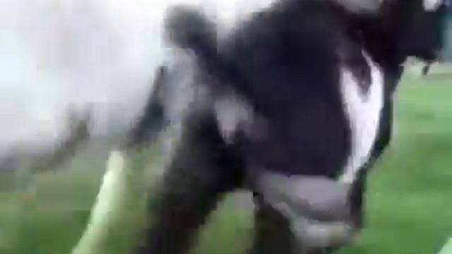 Козлята и их колокольчики смотреть онлайн