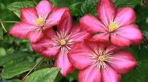 Giovanni Marradi - Collection ♫ (Beautiful flowers)