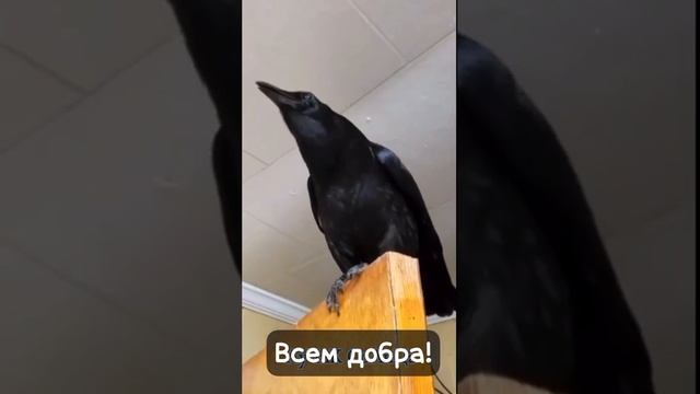 Всем добра!!!❤️❤️❤️ смотреть онлайн