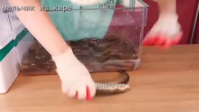 очень странный мукбанг смотреть онлайн