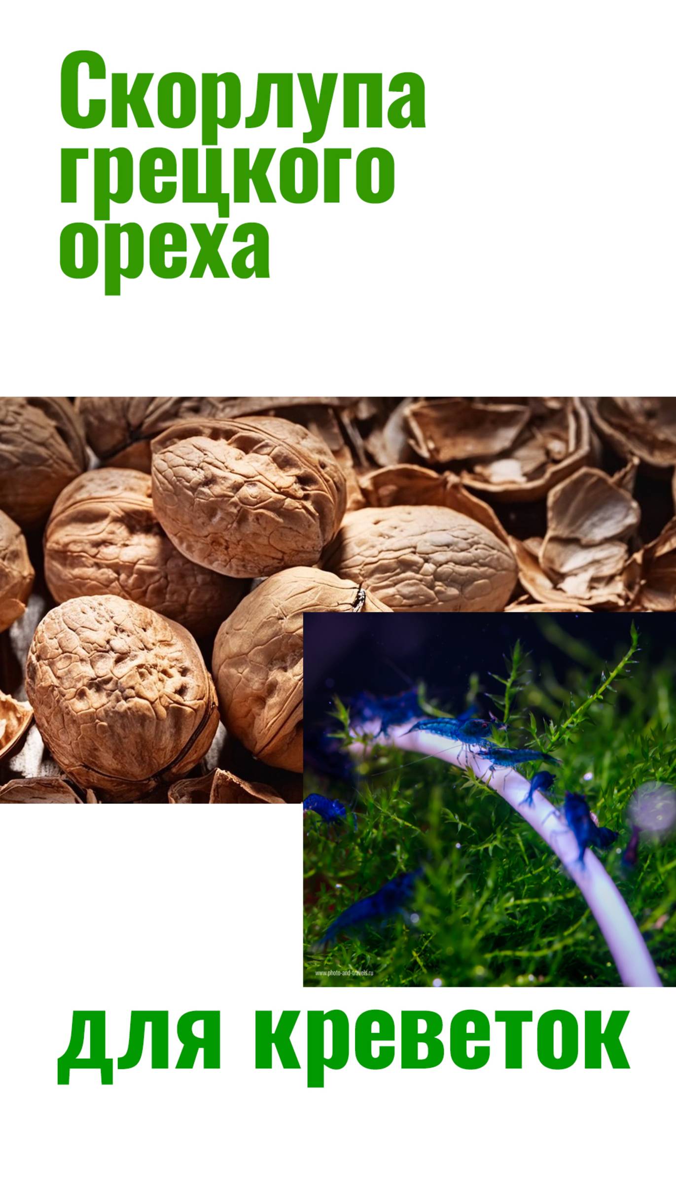 Скорлупа грецкого ореха в аквариуме. Что с ней стало за 4 месяца? смотреть онлайн