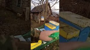 Спасаем пчел от синиц!