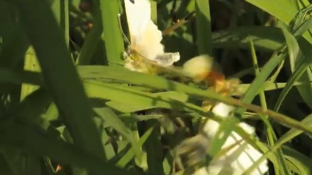 Orange tips mating смотреть онлайн