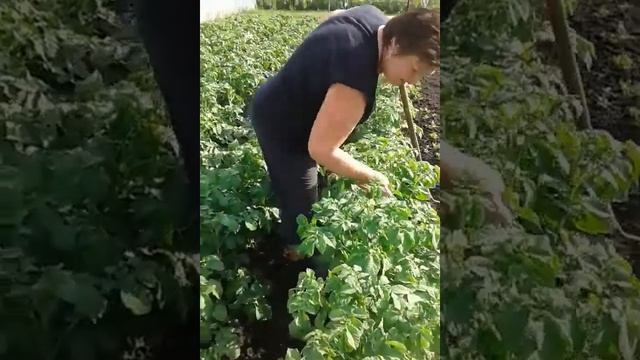 Тая в картошке 2018 смотреть онлайн