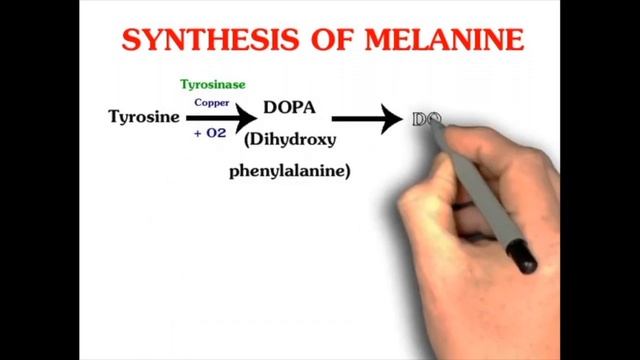 HERBEX L-TYROSINE смотреть онлайн