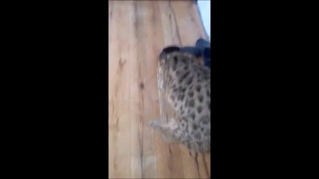 ДИКИЙ КОТ, ПОСЛЕ ВЗВЕШИВАНИЯ, РВЕТ БОТИНКИ смотреть онлайн