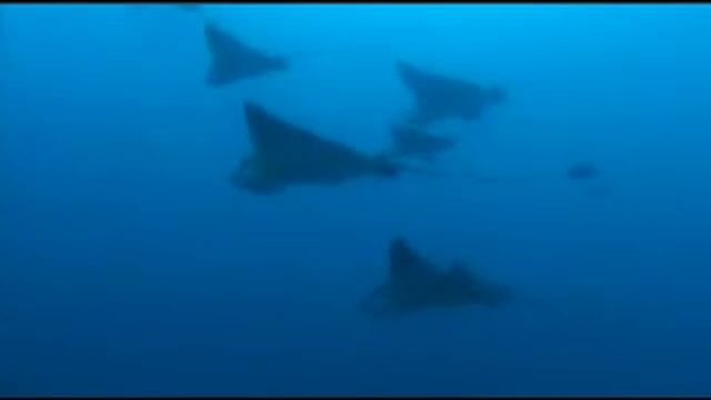 Eagle Rays and Dolphins in Galapagos 2007 смотреть онлайн