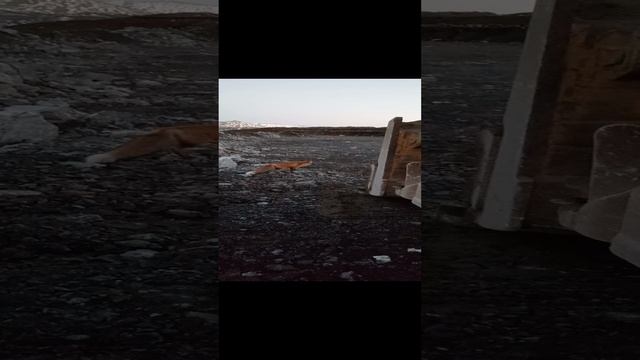 Лиса смотреть онлайн