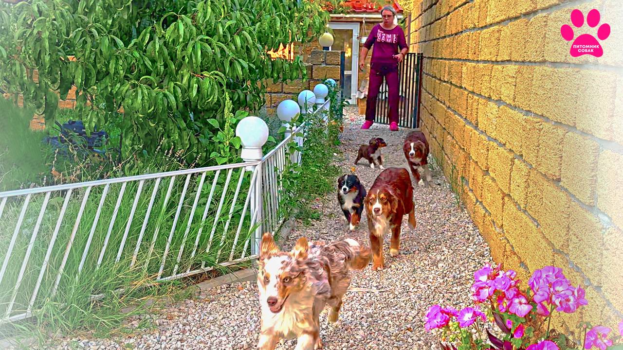 Той Аусси и Мини Аусси впервые вместе на свободе! Как будут себя вести маленькие собаки в полях? смотреть онлайн