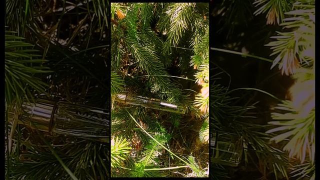 Mancera - Eternal Wood