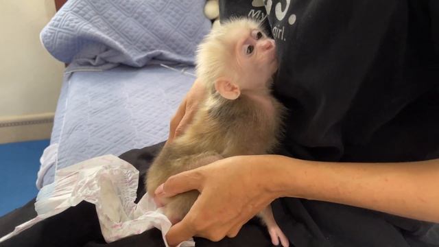 A cute day for baby monkey Abi | bath, eat, sleep смотреть онлайн
