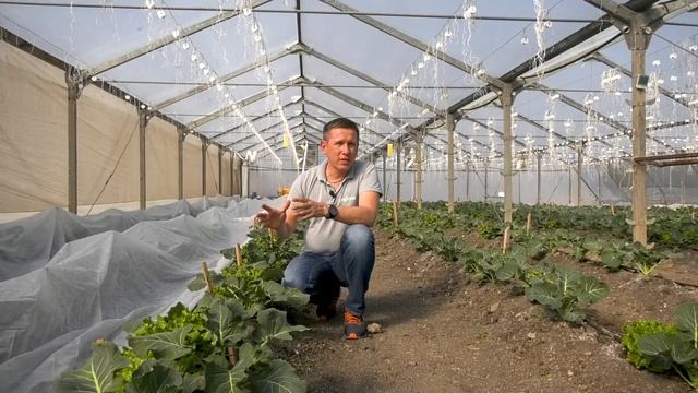 ზამთრის კულტურების მოყვანა სათბურში, კომპანია SYNGENTA-ს პროექტი. გადაღება 7 смотреть онлайн