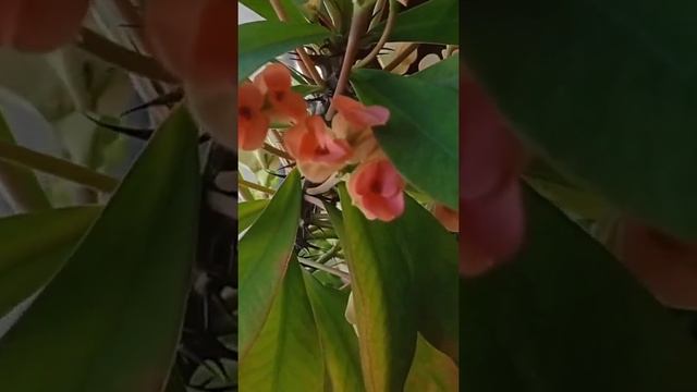 Как называется❓#цветыдлядома смотреть онлайн