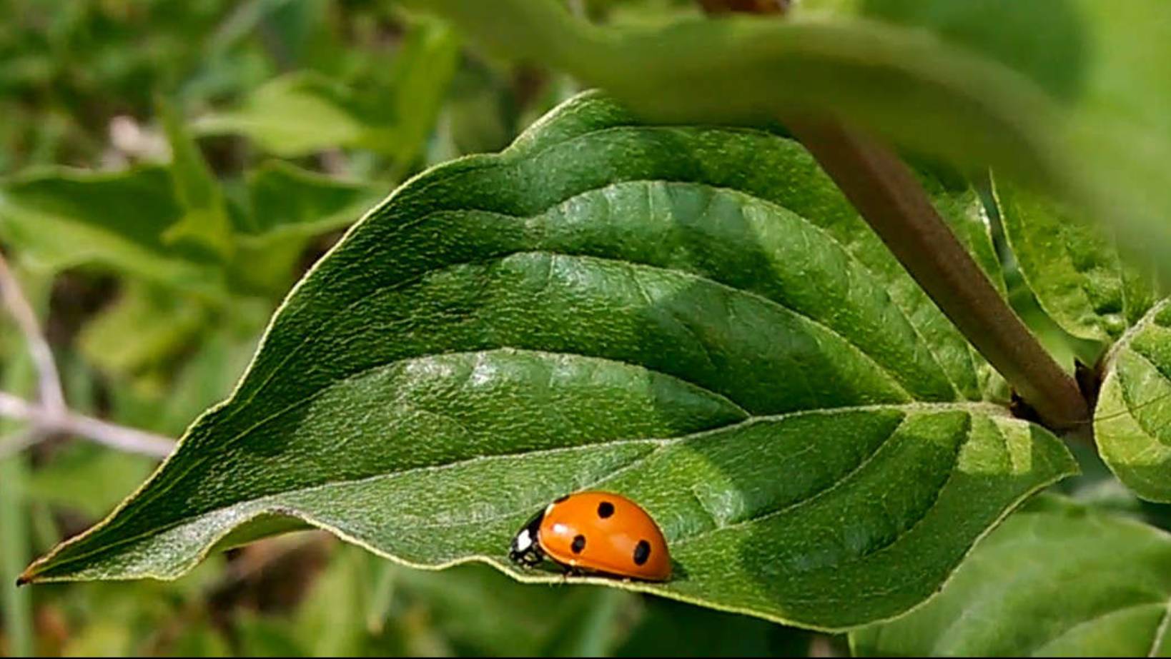 Божья коровка 2020