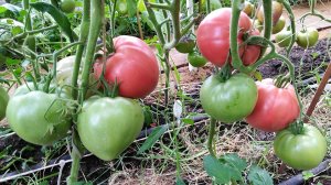 Томат Микадо Сибирико