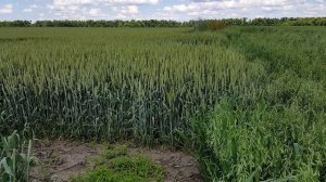 Для Рустама по кукурузе