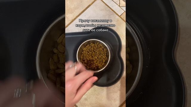 Чихуахуа и витаминка смотреть онлайн